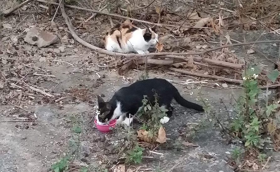Catpool Catpool
