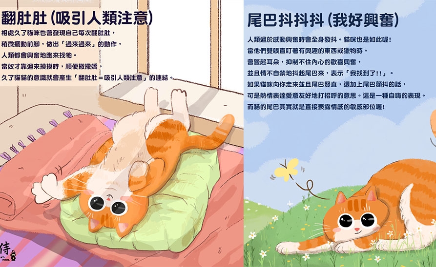 【社團法人台灣流浪貓關懷協會】貓咪的行為你看懂了嗎?