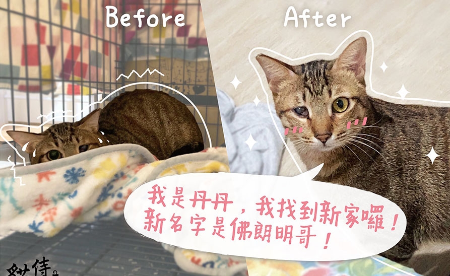 【社團法人台灣流浪貓關懷協會】感受到愛的孩子，轉變會有多大？