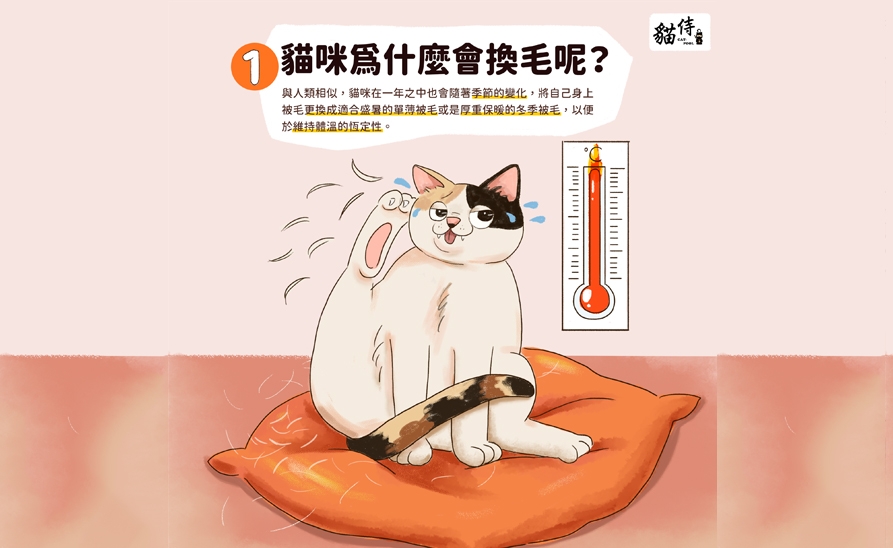 【貓侍小知識】貓咪換季排毛