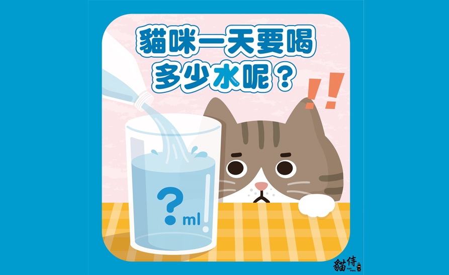 【貓侍小知識】貓咪一天要喝多少水呢？